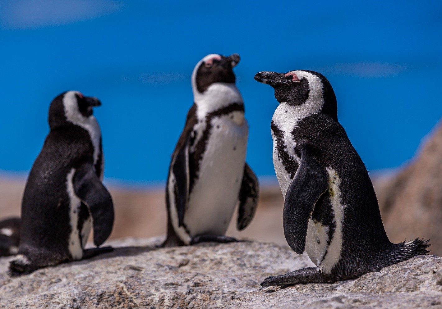 Punta Tombo 2024-04-16 at 11.10.20 (1)