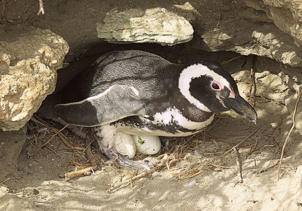 WhatsApp Image 2024-04-17 at 11.16.30 (1)