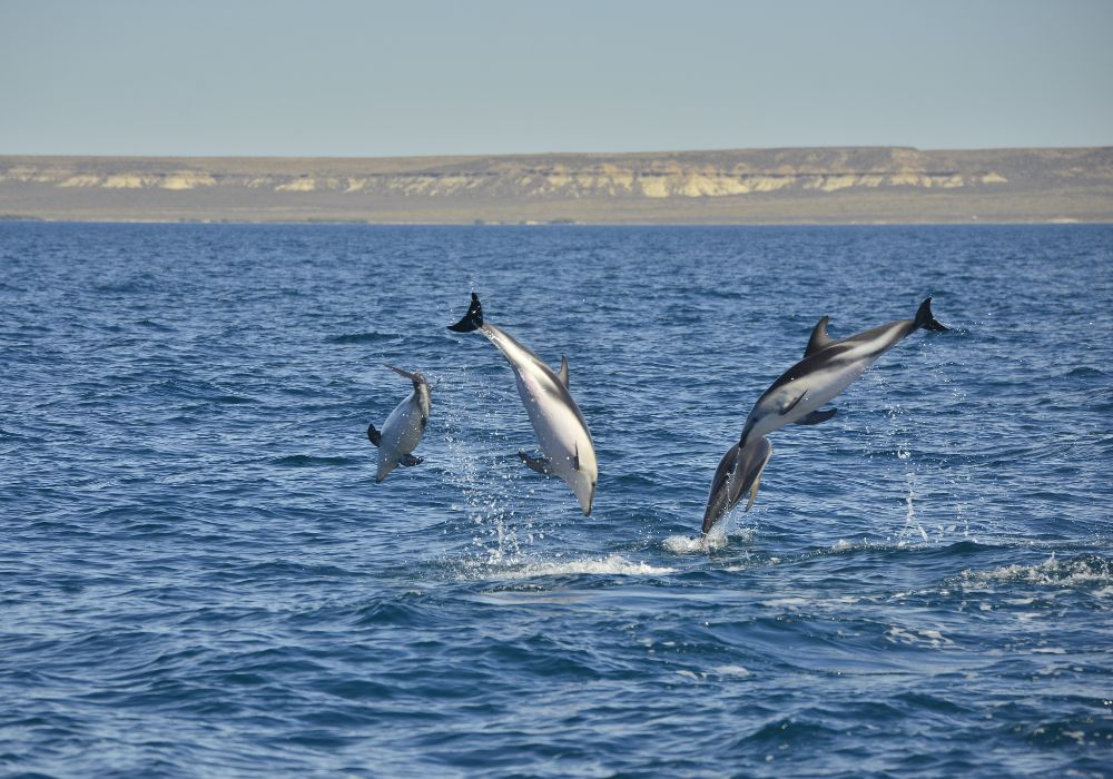 Diseño sin título (13)