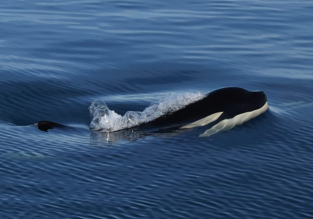 Diseño sin título (10)