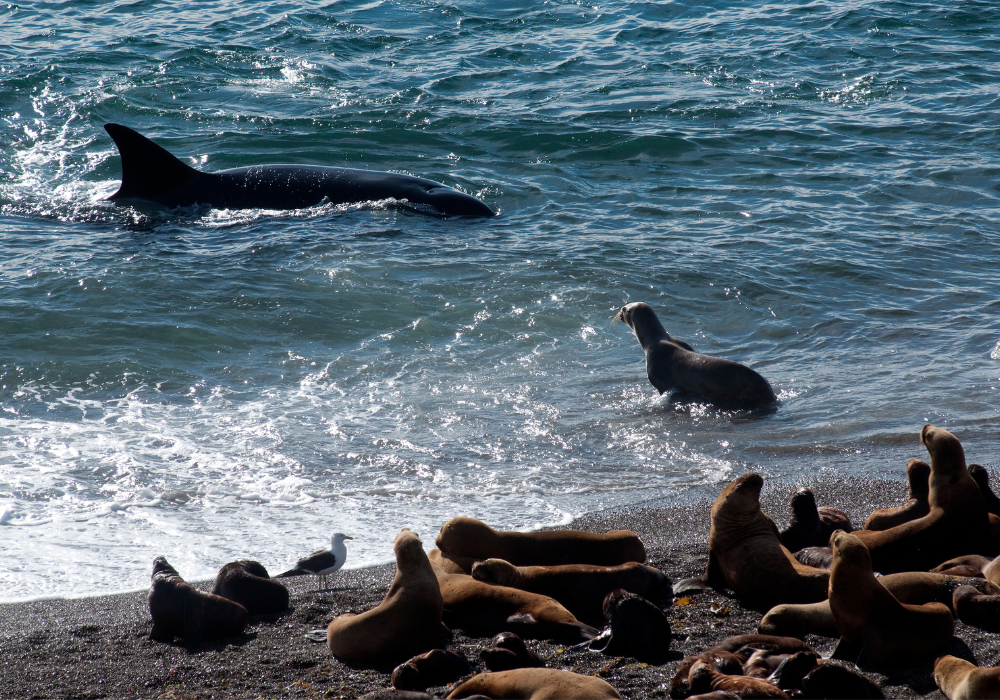 Diseño sin título (11)