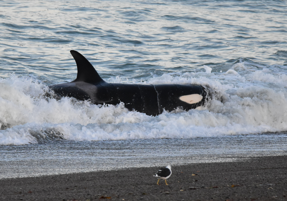 Diseño sin título (12)