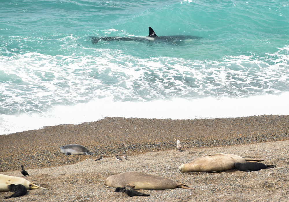 Diseño sin título (13)