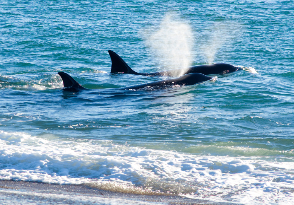 Diseño sin título (15)