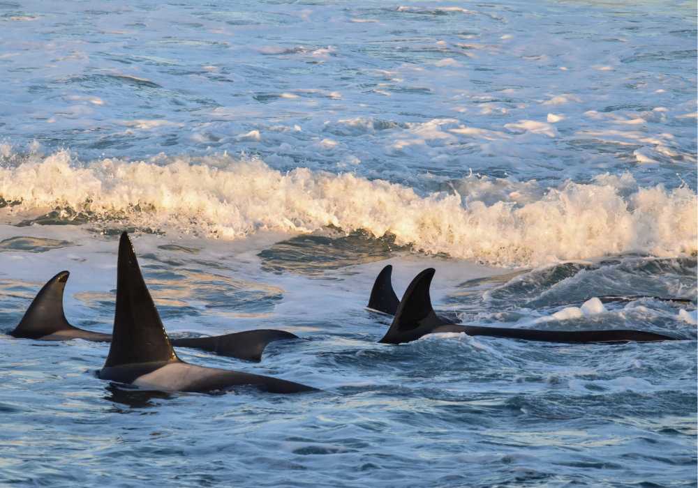 Diseño sin título (9)